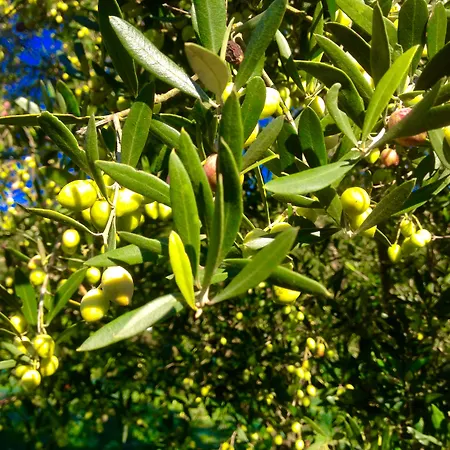 מלון Ionian By Bruskos 3*
